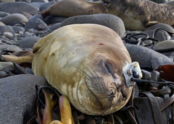 Foto: North Glen News