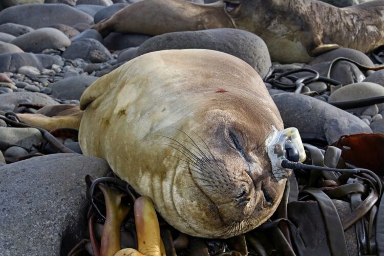 Foto: North Glen News